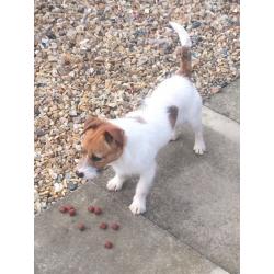 Jack Russell dog 9 month old