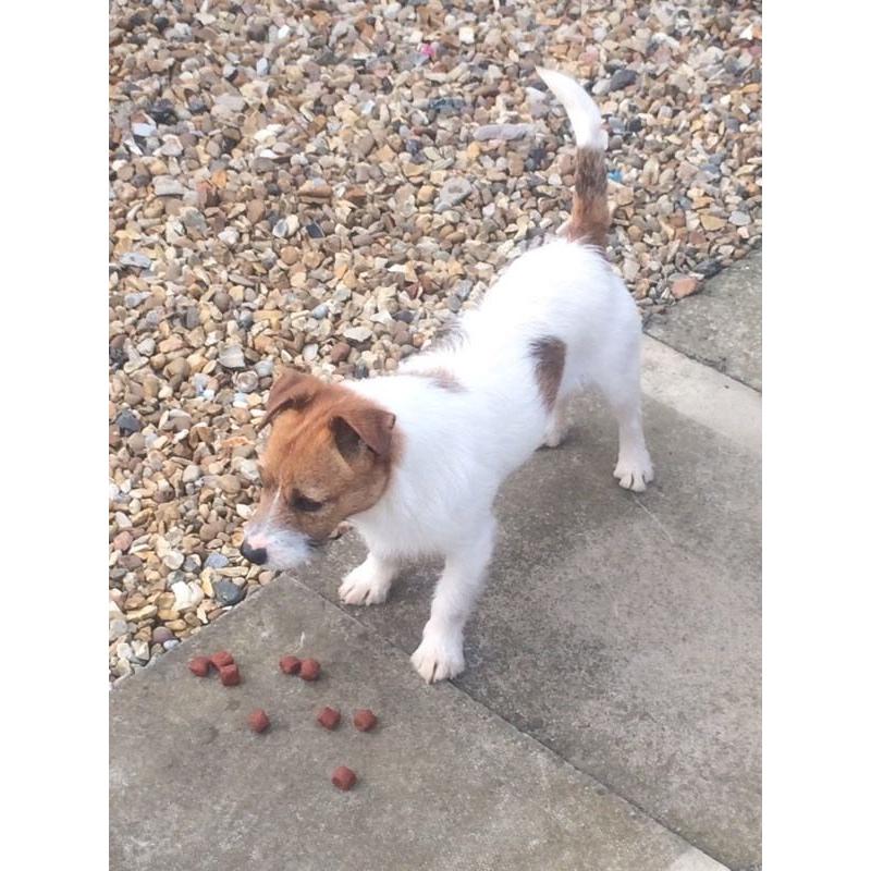 Jack Russell dog 9 month old