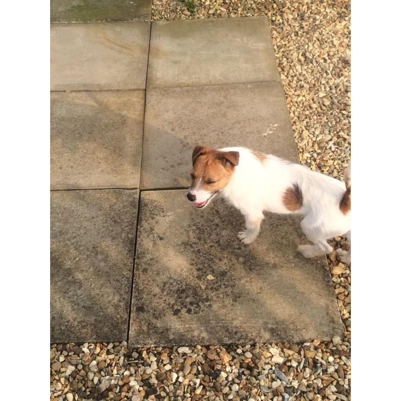 Jack Russell dog 9 month old