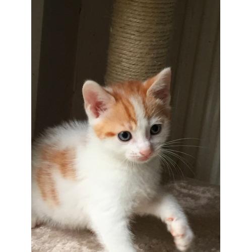 LOVELY CUTE playful healthy male kitten WHITE N GINGER SPOT