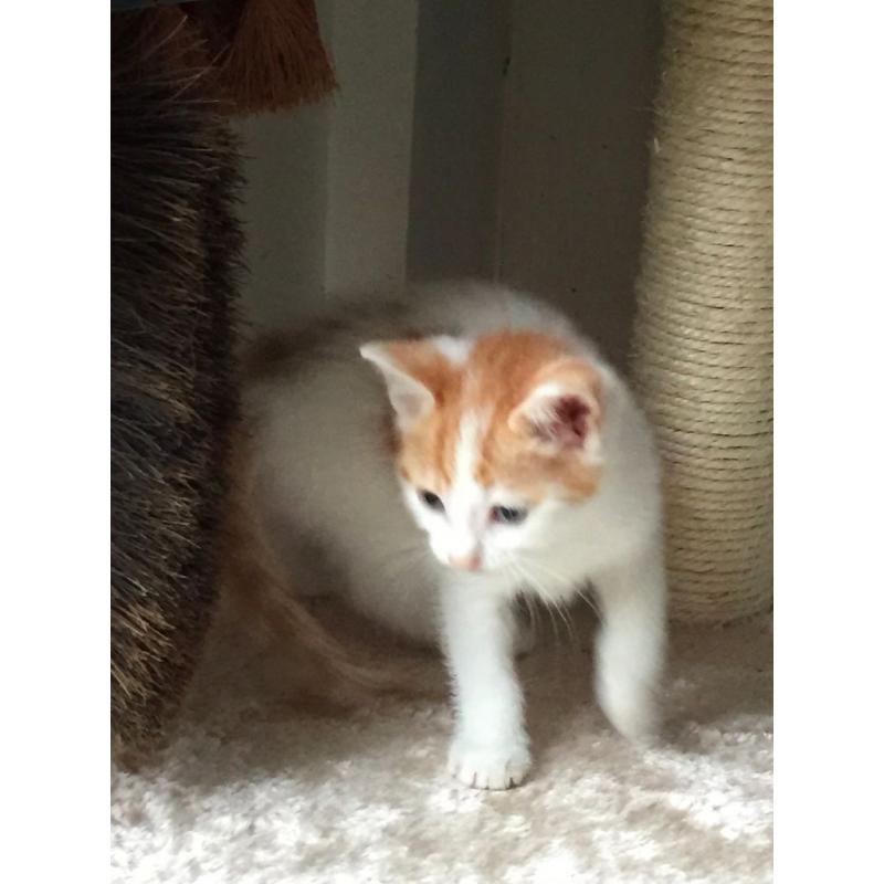 LOVELY CUTE playful healthy male kitten WHITE N GINGER SPOT