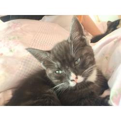 Maine Coon cross kittens for sale now!