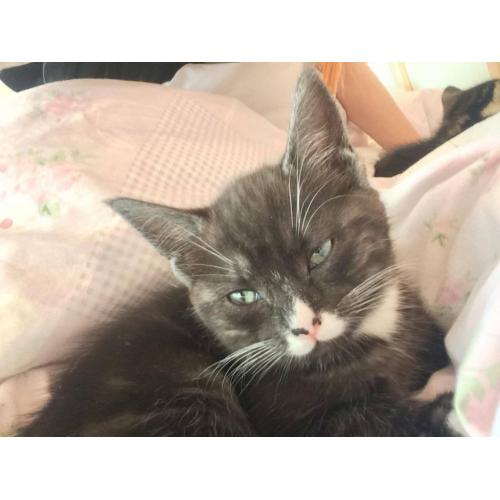 Maine Coon cross kittens for sale now!