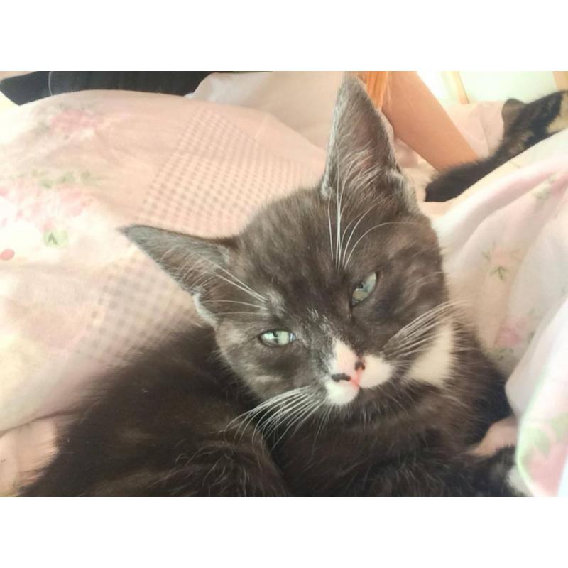 Maine Coon cross kittens for sale now!