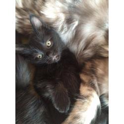 Maine Coon cross kittens for sale now!