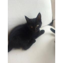 Maine Coon cross kittens for sale now!