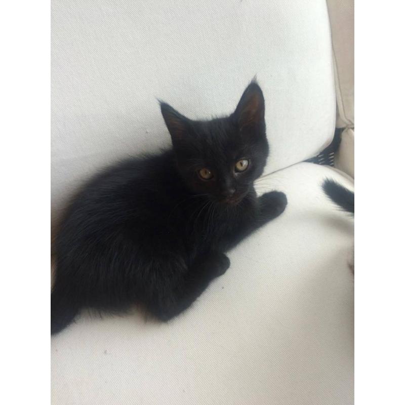 Maine Coon cross kittens for sale now!