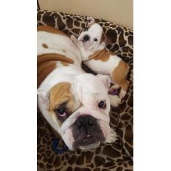 Lovely English Bulldog