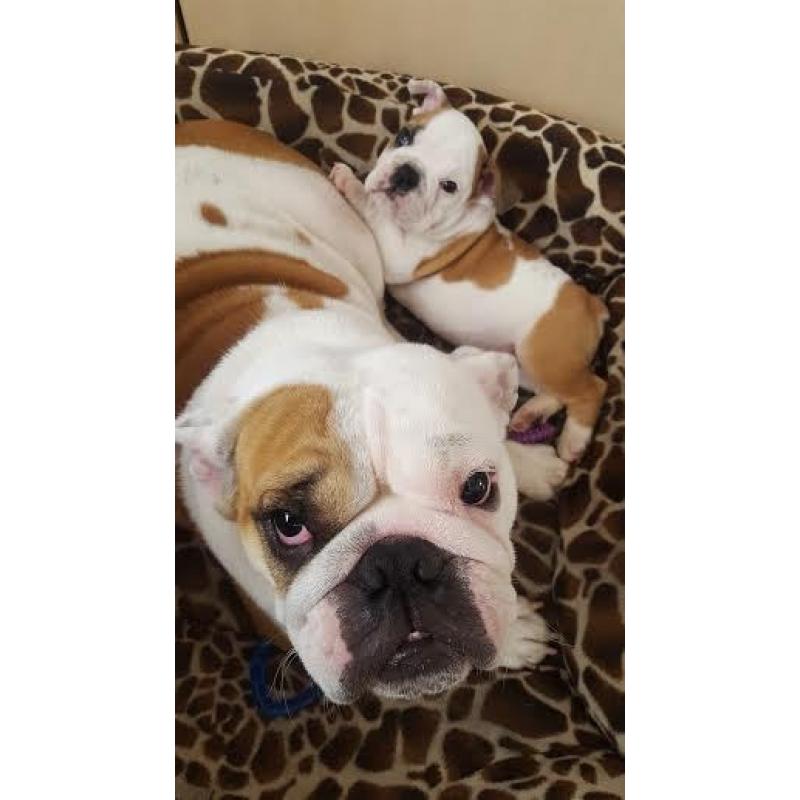 Lovely English Bulldog