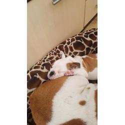 Lovely English Bulldog