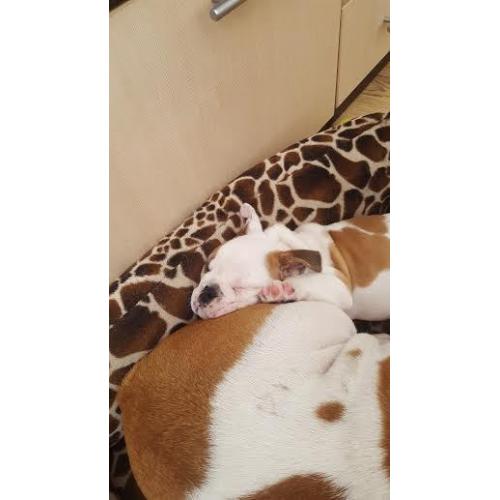 Lovely English Bulldog