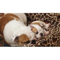 Lovely English Bulldog