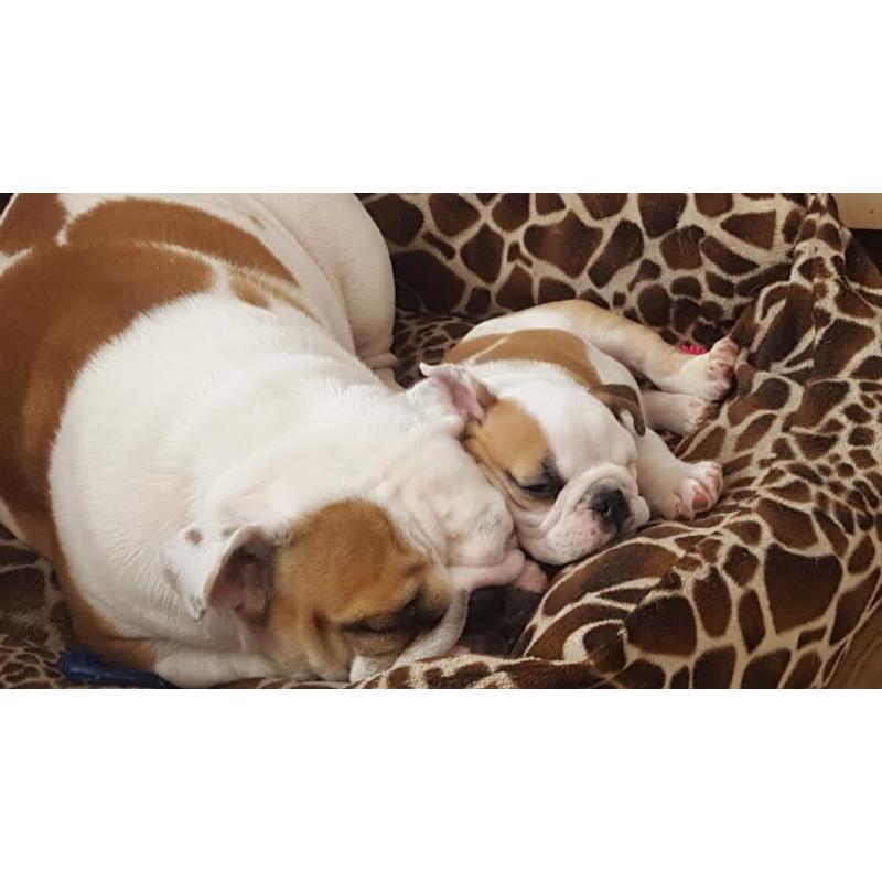 Lovely English Bulldog