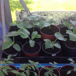 Cucumber plants available