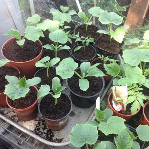 Cucumber plants available
