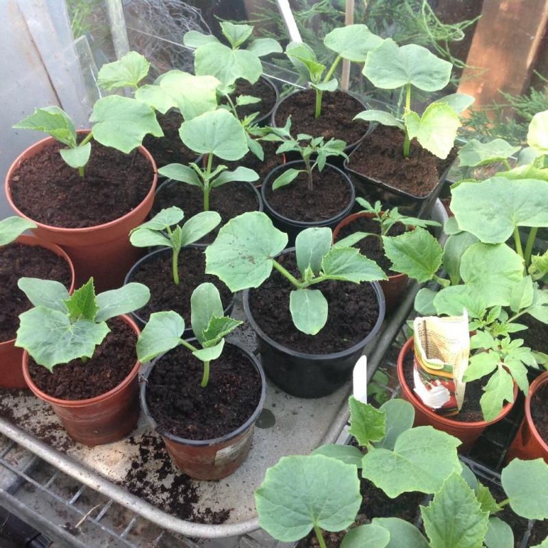 Cucumber plants available