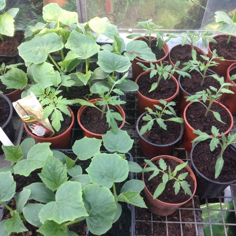 Cucumber plants available