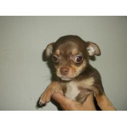 CHIHUAHUA SMOOTH COAT MALE