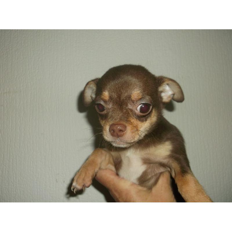 CHIHUAHUA SMOOTH COAT MALE