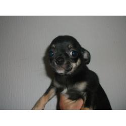 CHIHUAHUA SMOOTH COAT MALE