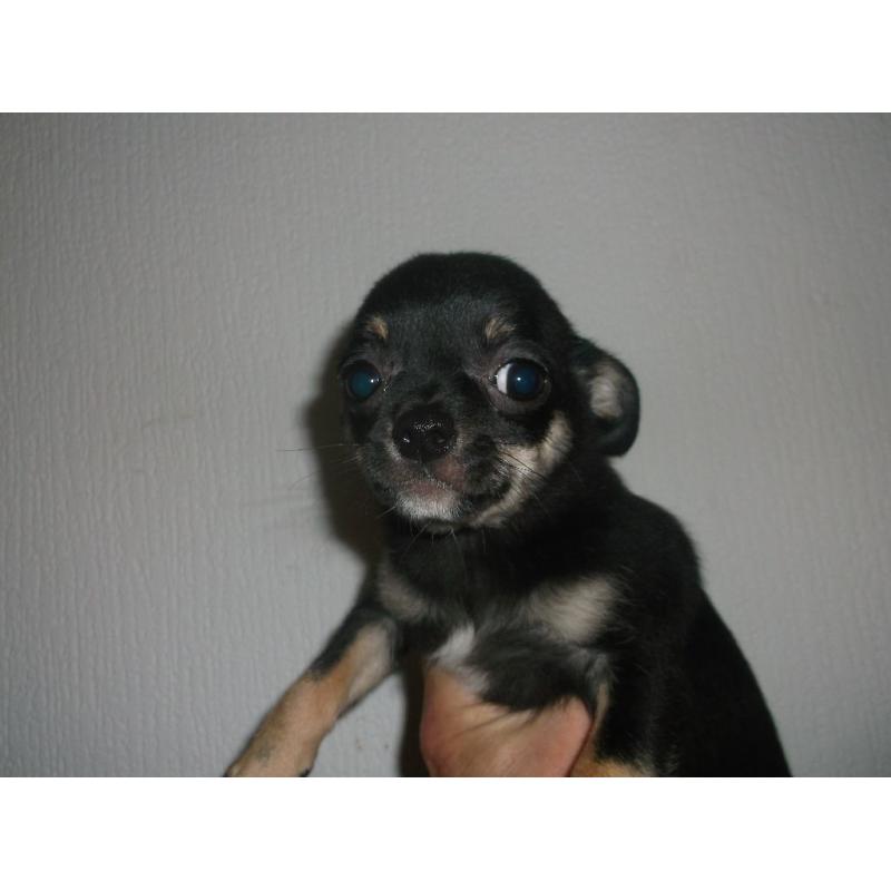 CHIHUAHUA SMOOTH COAT MALE
