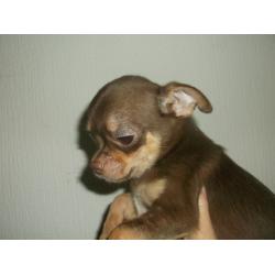 CHIHUAHUA SMOOTH COAT MALE