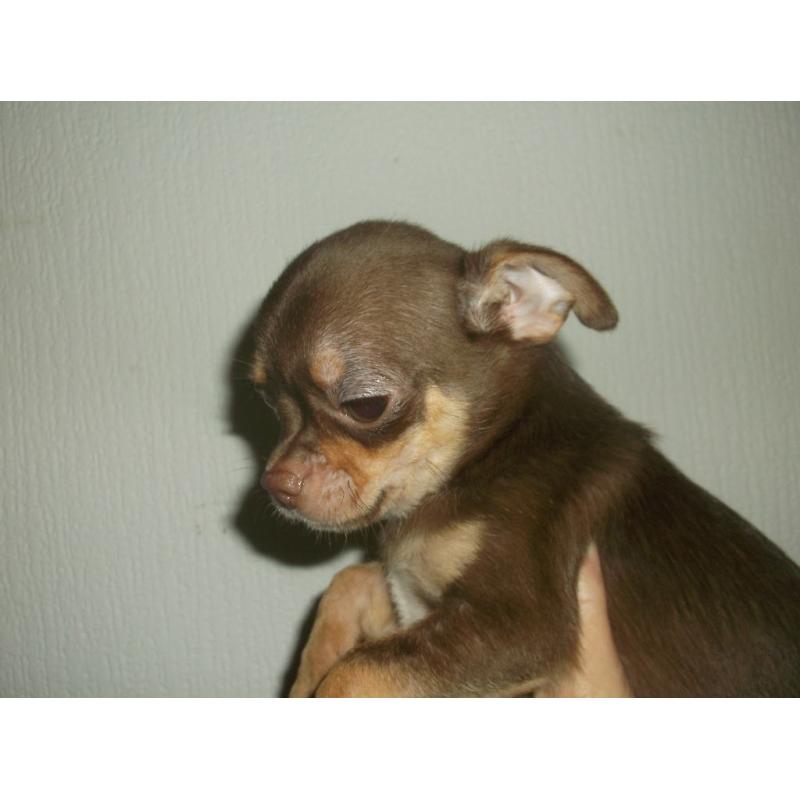 CHIHUAHUA SMOOTH COAT MALE