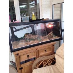 Royal Python and 4 foot viv