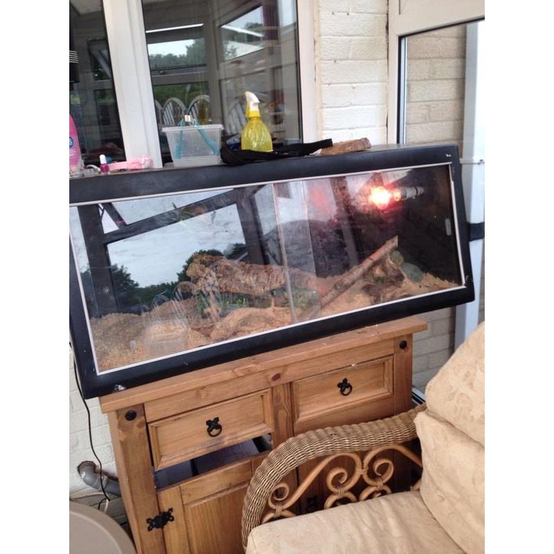 Royal Python and 4 foot viv