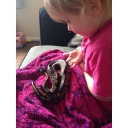 Royal Python and 4 foot viv