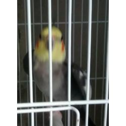 Cockatiel for sale