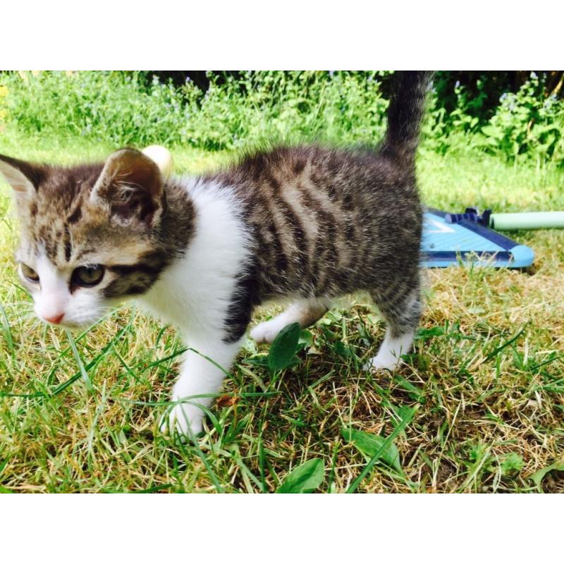 ** Kittens For Sale**