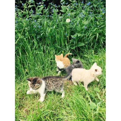 ** Kittens For Sale**