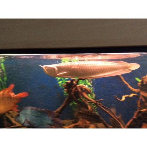 22 monster silver arrowana / Senegal Bircher