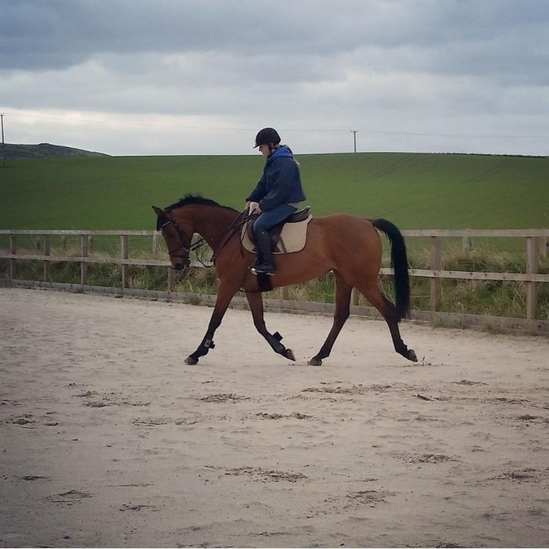 15.2hh Irish Sports Horse For Sale