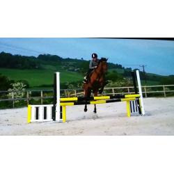 15.2hh Irish Sports Horse For Sale