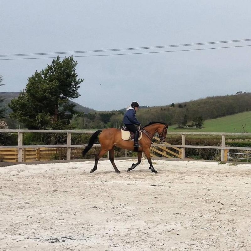 15.2hh Irish Sports Horse For Sale