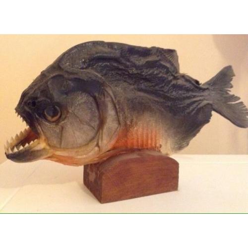 Piranha