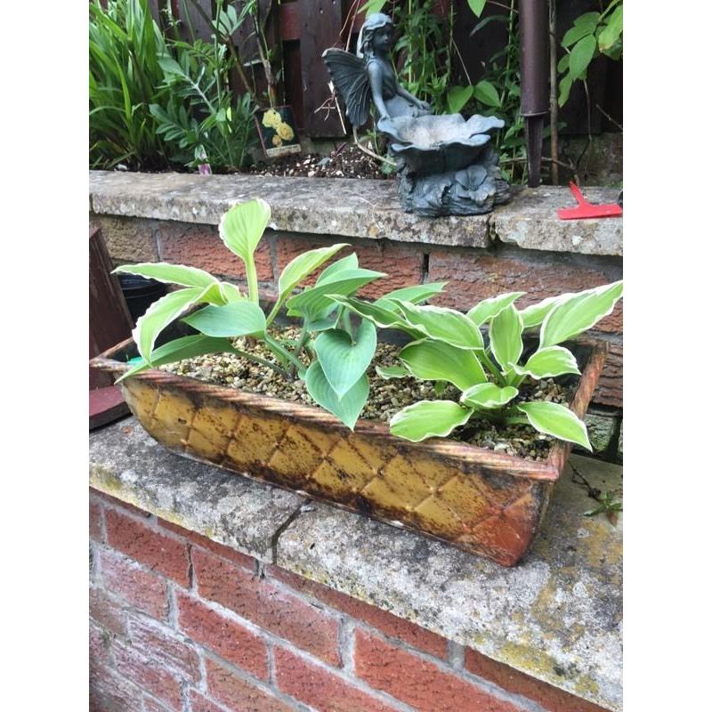 Plants
