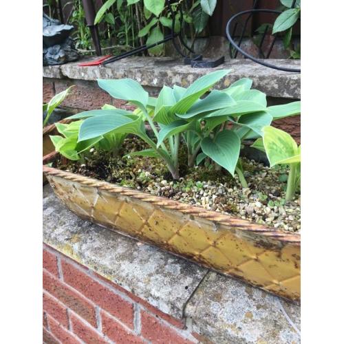 Plants