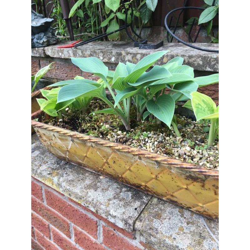 Plants