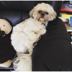 Reggie- Male Shih Tzu