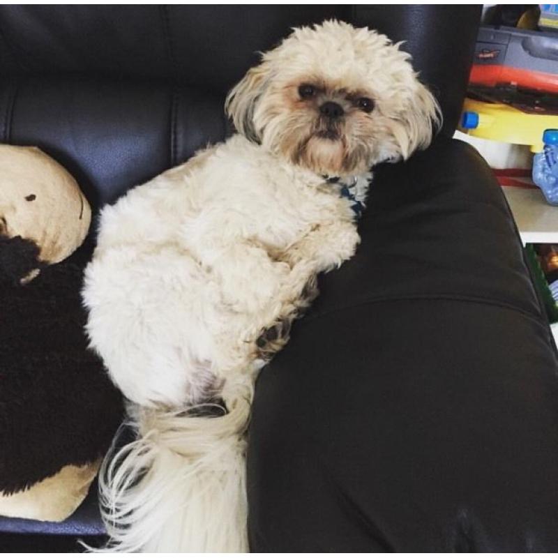 Reggie- Male Shih Tzu