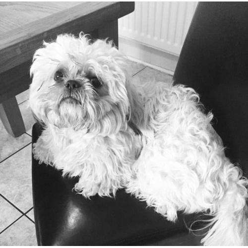 Reggie- Male Shih Tzu