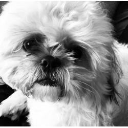 Reggie- Male Shih Tzu