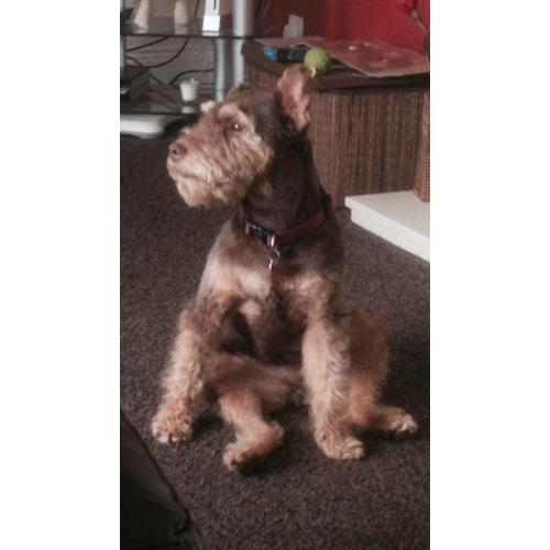 Lakeland Terrier free to good home