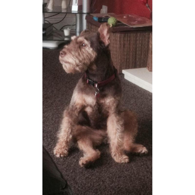 Lakeland Terrier free to good home