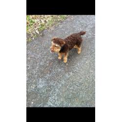Lakeland Terrier free to good home