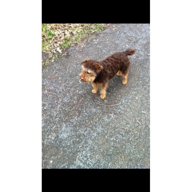Lakeland Terrier free to good home