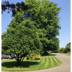 Thickthorn Garden Care - Gardening services to suit all wants and needs.